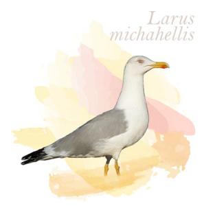 Larus michahellis