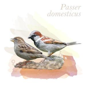 Passer domesticus