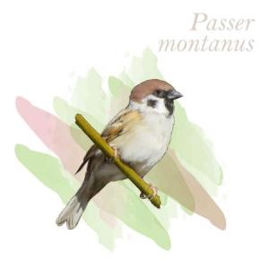 Passer montanus
