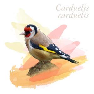 Carduelis carduelis