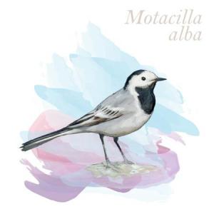 Motacilla alba