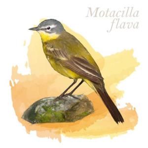 Motacilla flava