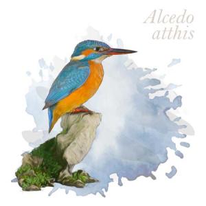 Alcedo atthis