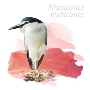 Nycticorax nycticorax