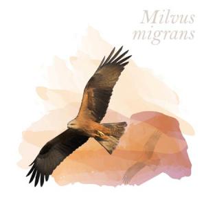 Milvus migrans