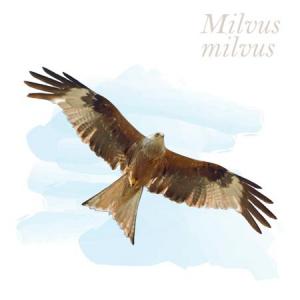 Milvus milvus