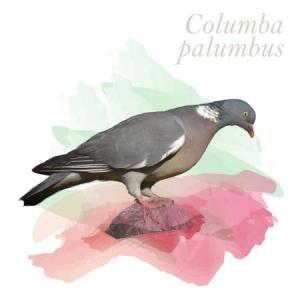 Columba palumbus