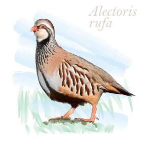 Alectoris rufa