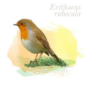 Erithacus rubecula