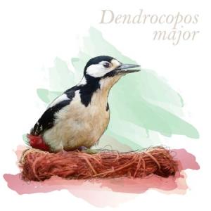 Dendrocopos major