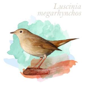 Luscinia megarhynchos