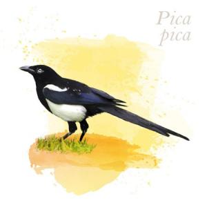Pica pica