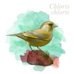 Chloris chloris