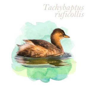 Tachybaptus ruficollis