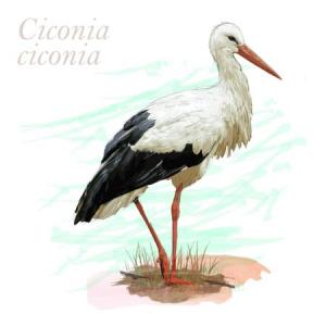 Ciconia ciconia